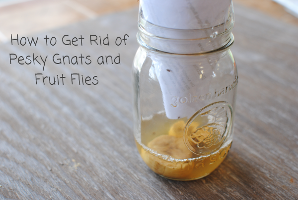 How to Get Rid of Gnats and Fruit Flies - Pennywise Cook
